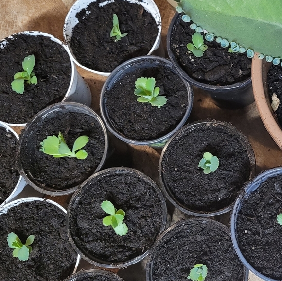 One baby mother of thousands - Picture 4 of 4